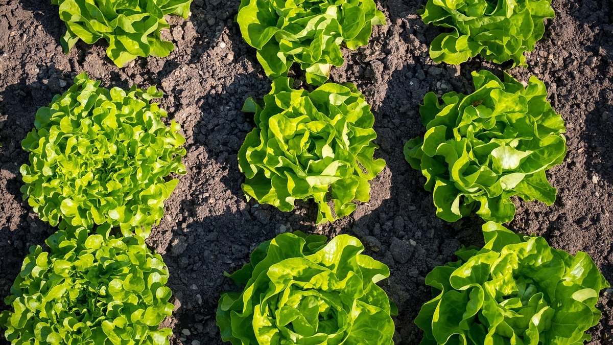 Choosing Drought-Tolerant Plants for Summer Window Boxes