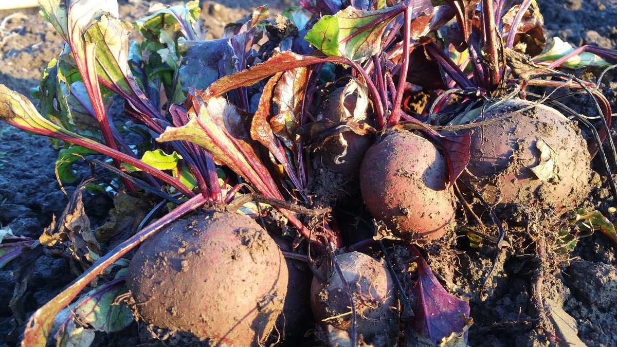Encouraging Hedgehogs into Your Garden with Safe Habitats