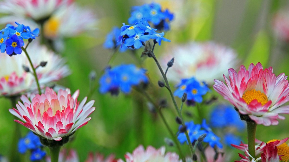Jobs to Tackle in the Garden During Early Spring