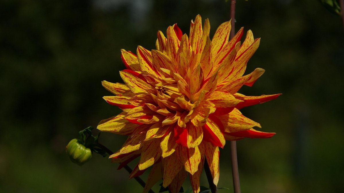 Reviving a Patchy Lawn with Simple Autumn Care