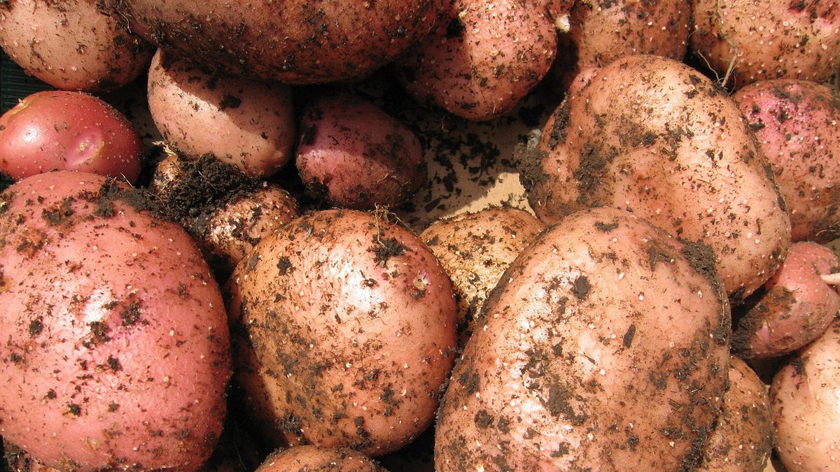 Starting a Compact Vegetable Plot in a Backyard